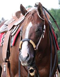Attēlu rezultāti vaicājumam “Lopinga achine upperside”