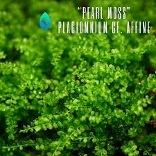 Attēlu rezultāti vaicājumam “Plagiomnium affine”