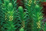 Attēlu rezultāti vaicājumam “Huperzia selago”