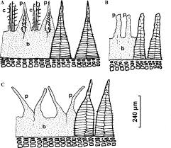 Attēlu rezultāti vaicājumam “Bryum caespiticium sporophyte”