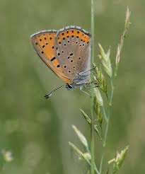 Attēlu rezultāti vaicājumam “Lycaena hippothoe underside”
