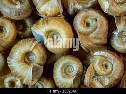 Attēlu rezultāti vaicājumam “Planorbidae”