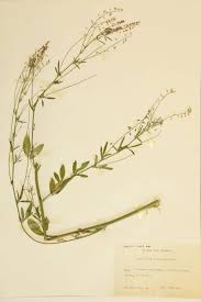 Attēlu rezultāti vaicājumam “Melilotus wolgicus”