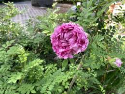 Attēlu rezultāti vaicājumam “Rosa subcanina leaf”