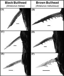 Image result for Ameiurus melas