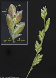 Attēlu rezultāti vaicājumam “Glyceria striata”