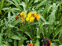 Image result for Cheiranthus cheiri