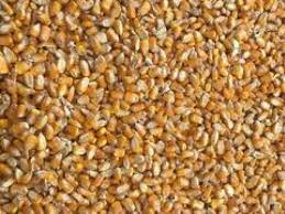 Image result for 春粒