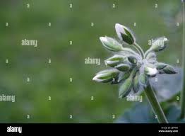 Attēlu rezultāti vaicājumam “Geranium pratense bud”