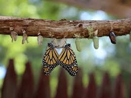 Image result for monarch caterpillar