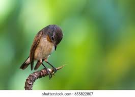 Image result for Ficedula albicilla