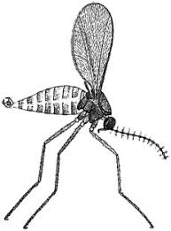 Attēlu rezultāti vaicājumam “Platyptilia sp.”