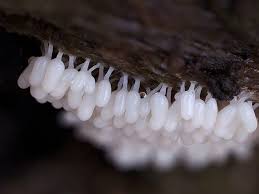 Attēlu rezultāti vaicājumam “Arcyria affinis young”