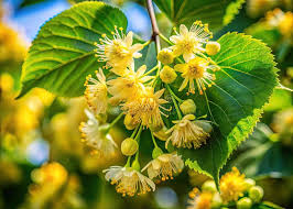 Attēlu rezultāti vaicājumam “Tilia tomentosa flower”