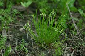 Attēlu rezultāti vaicājumam “Myosurus minimus flower”