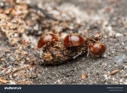 Attēlu rezultāti vaicājumam “Leiodidae”