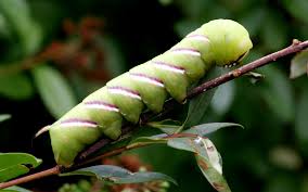 Attēlu rezultāti vaicājumam “Craniophora ligustri larva”