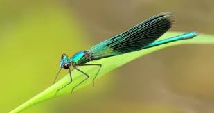 Attēlu rezultāti vaicājumam “Calopteryx virgo”