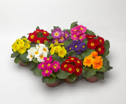 Attēlu rezultāti vaicājumam “Primula x margotae”