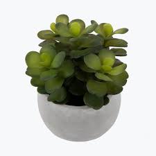 Image result for Mehikasvi