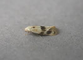 Attēlu rezultāti vaicājumam “Elachista maculicerusella”