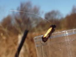 Attēlu rezultāti vaicājumam “Adela cuprella”