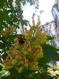 Attēlu rezultāti vaicājumam “Aesculus flava flower”