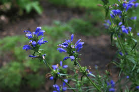 Attēlu rezultāti vaicājumam “Dracocephalum ruyschiana fruit”