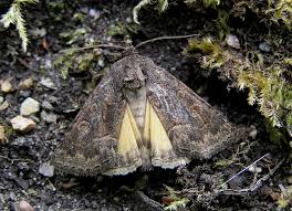 Attēlu rezultāti vaicājumam “Thalpophila matura”