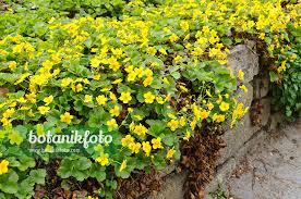 Attēlu rezultāti vaicājumam “Waldsteinia geoides flower”