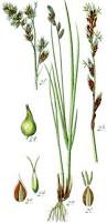 Attēlu rezultāti vaicājumam “Carex paniculata”