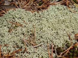 Attēlu rezultāti vaicājumam “Cladonia”