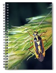 Attēlu rezultāti vaicājumam “Stenotus binotatus”