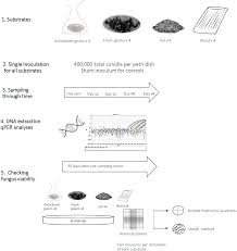 Attēlu rezultāti vaicājumam “Dianema depressum spores”