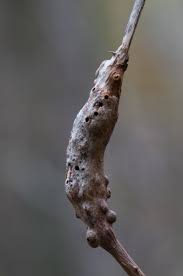 Attēlu rezultāti vaicājumam “Diastrophus rubi”