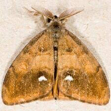 Attēlu rezultāti vaicājumam “Orgyia antiqua”