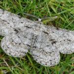 Attēlu rezultāti vaicājumam “Hypomecis roboraria”