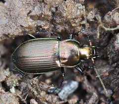 Attēlu rezultāti vaicājumam “Poecilus cupreus”