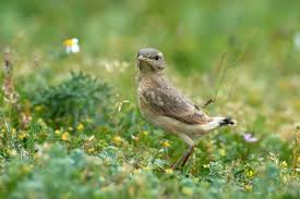 Attēlu rezultāti vaicājumam “Oenanthe oenanthe juvenile”