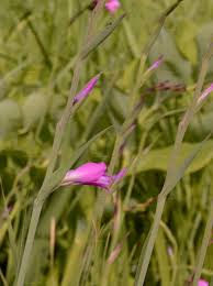 Attēlu rezultāti vaicājumam “Gladiolus imbricatus bud”