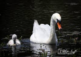 Attēlu rezultāti vaicājumam “Cygnus olor juvenile”