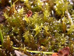 Attēlu rezultāti vaicājumam “Meesia triquetra”