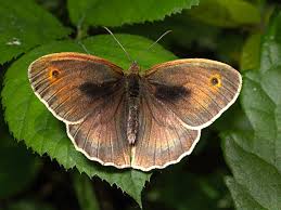 Attēlu rezultāti vaicājumam “Maniola jurtina”