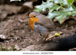 Attēlu rezultāti vaicājumam “Erithacus rubecula adult”