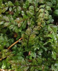 Attēlu rezultāti vaicājumam “Plagiomnium medium”