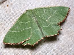 Attēlu rezultāti vaicājumam “Thalera fimbrialis”