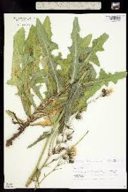 Attēlu rezultāti vaicājumam “Sonchus arvensis subsp. uliginosus bud”