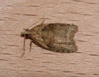 Attēlu rezultāti vaicājumam “Capua vulgana”