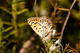 Attēlu rezultāti vaicājumam “Lycaena tityrus underside”