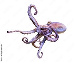 Image result for Octopus vulgaris